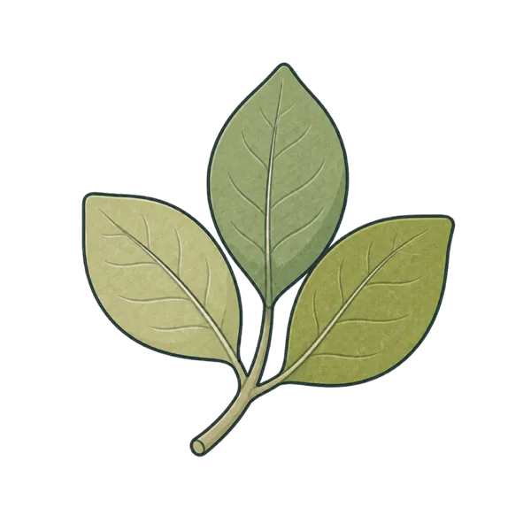 Leaves vocabulary illustration